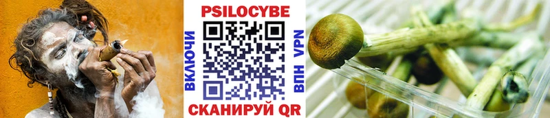 Псилоцибиновые грибы Cubensis  Шумиха 